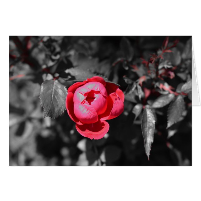 Rose rouge / Couleur isolée (Devant horizontal)