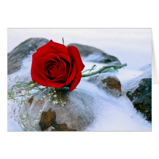 Rose rouge dans la neige