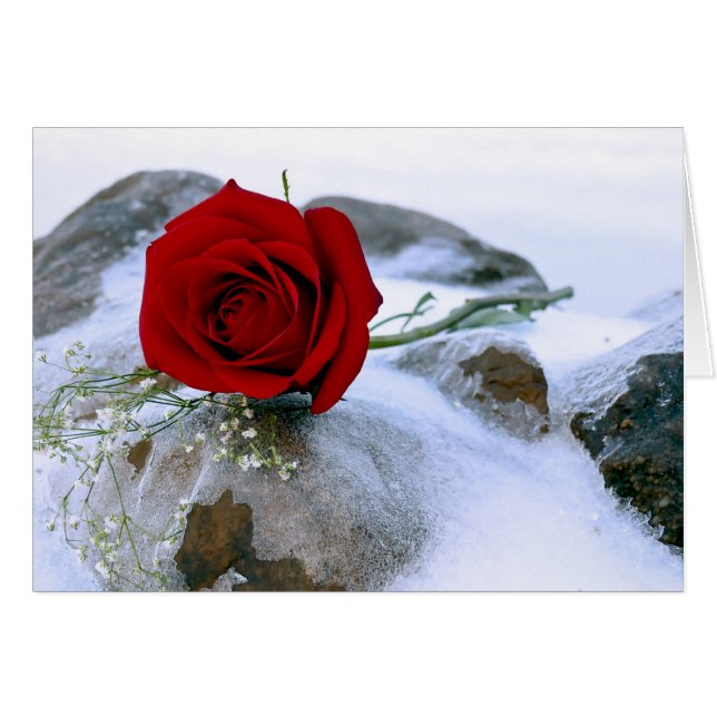 Rose rouge dans la neige (Devant horizontal)