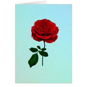 Rose rouge de l'été
