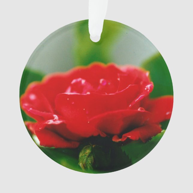 Rose rouge du matin recouverte de gouttes de rosée (devant)