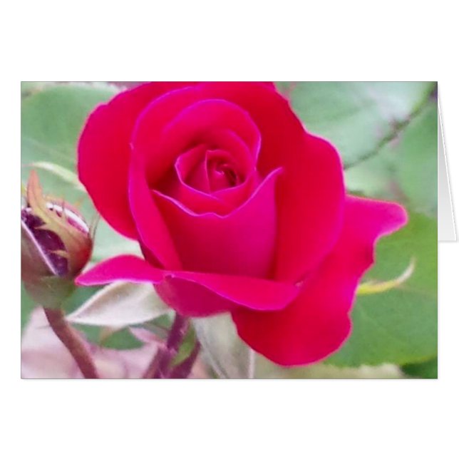 Rose rouge, Lafayette occidental, Indiana (Devant horizontal)