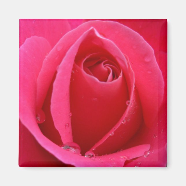 Rose rouge Magnet Rose rose cadeaux Keepsaké Décor (Devant)