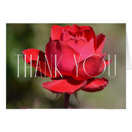 Rose rouge Merci floral