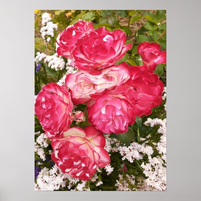 Rose rouge Rose Blanc Floral Poster du jardin (Devant)