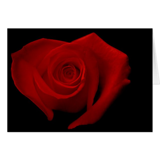 Rose rouge sur le noir (Devant Horizontal)