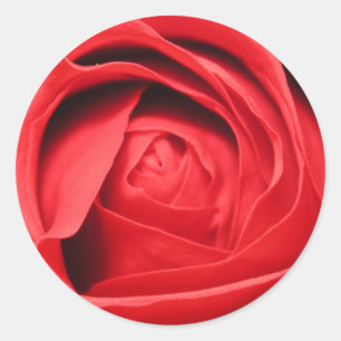 Rose Runder Aufkleber