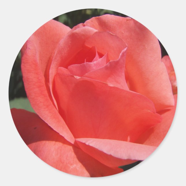 Rose Runder Aufkleber (Vorderseite)