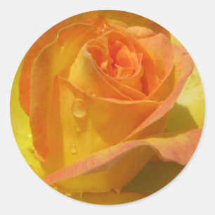Rose Runder Aufkleber