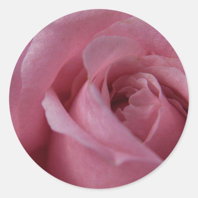 Rose Runder Aufkleber (Vorderseite)