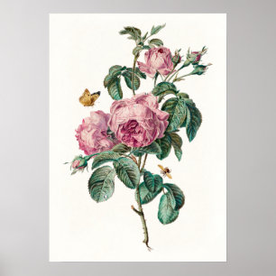 Rose & Schmetterlinge Vintage botanische Kunstdruc Poster