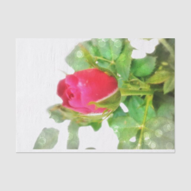 Rose Seidenpapier (Vorderseite)