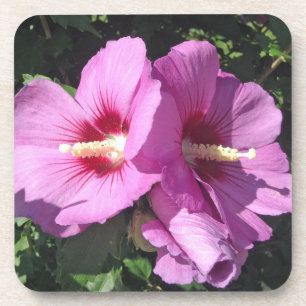 Rose Sharon Getränkeuntersetzer