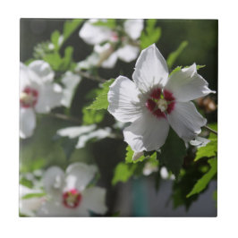 Rose Sharon Keramik Tile Fliese