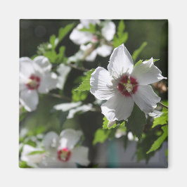 Rose Sharon Magnet