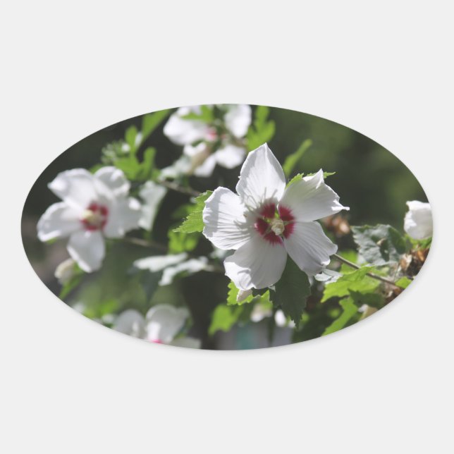 Rose Sharon Ovaler Aufkleber (Vorderseite)