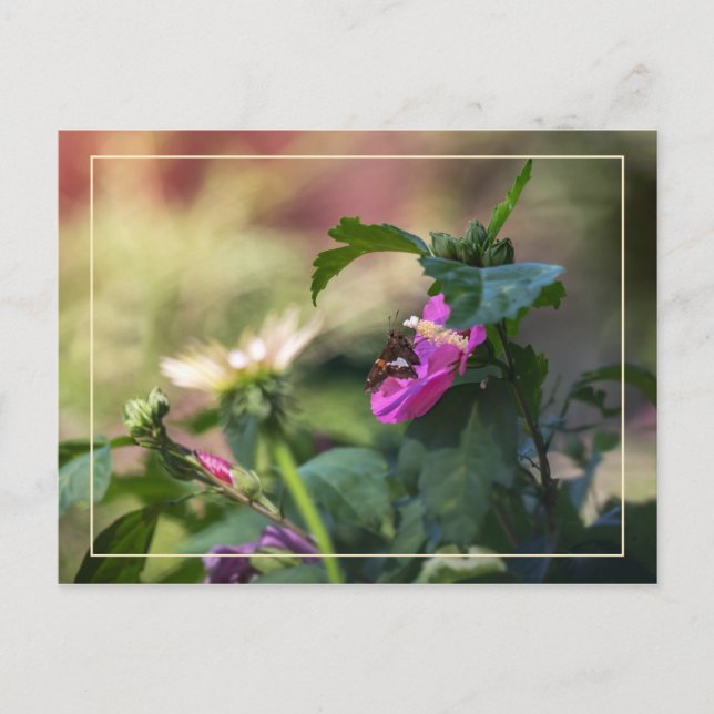 Rose Sharon und Besucher Postkarte (Vorderseite)