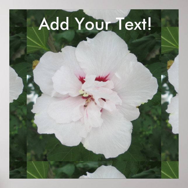 Rose Sharon White Red Poster (Vorne)