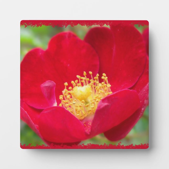 Rose sind aus rotem Foto Fotoplatte (Vorderseite)