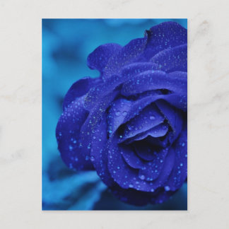 Rose sind blau postkarte