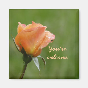 Rose sind orange magnet