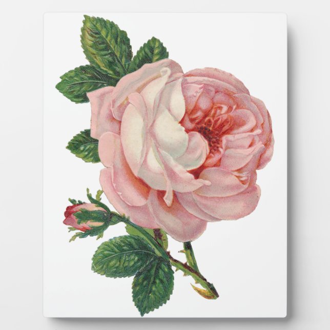 Rose sind rosa fotoplatte (Vorderseite)