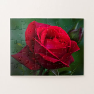 Rose sind rot 11"x14" einfach