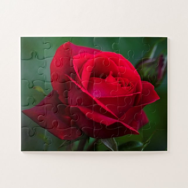 Rose sind rot 11"x14" einfach (Horizontal)