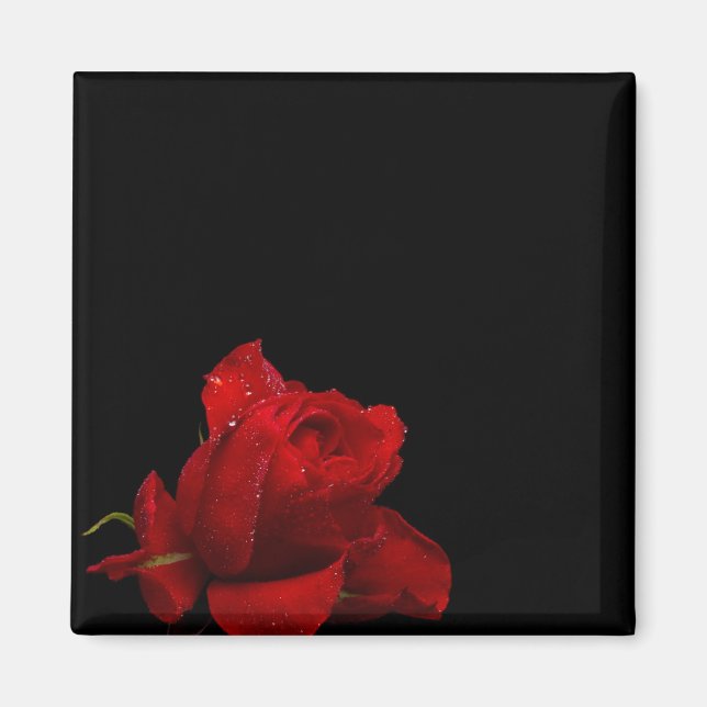 Rose sind rot magnet (Vorne)