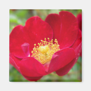 Rose sind rot magnet