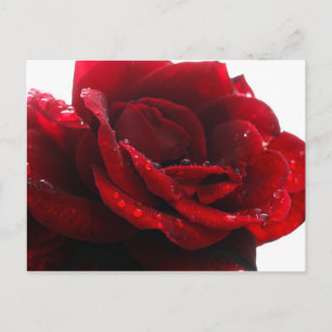 Rose sind rot postkarte