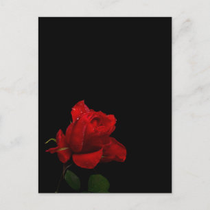 Rose sind rot postkarte
