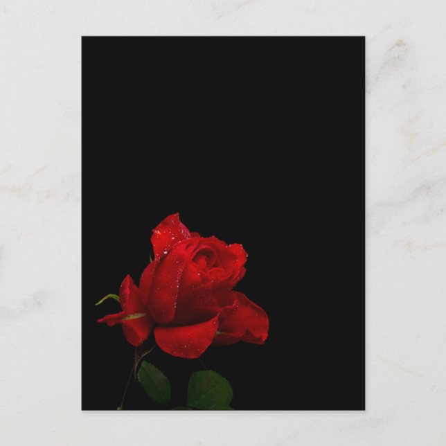 Rose sind rot postkarte (Vorderseite)
