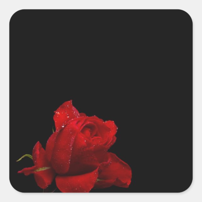 Rose sind rot quadratischer aufkleber (Vorderseite)
