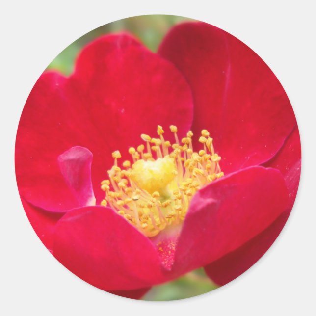 Rose sind rote Aufkleber (Vorderseite)