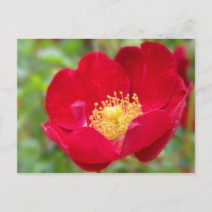 Rose sind rote Postkarten