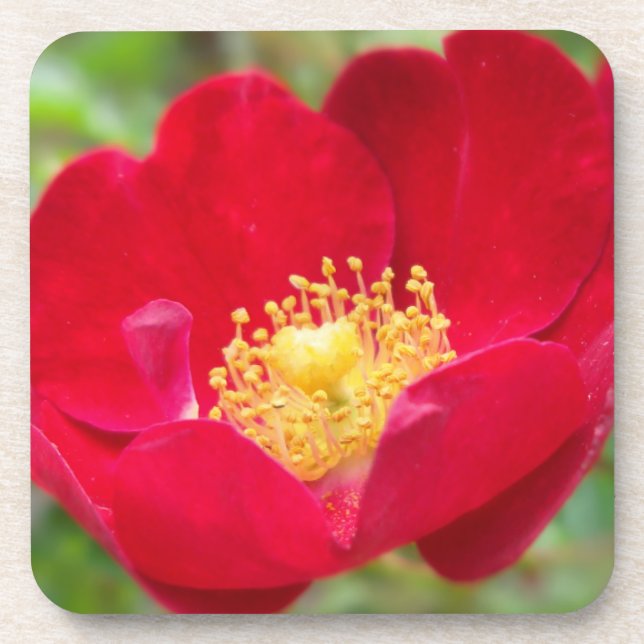 Rose sind Untersetzer aus Rotkork (Vorderseite)