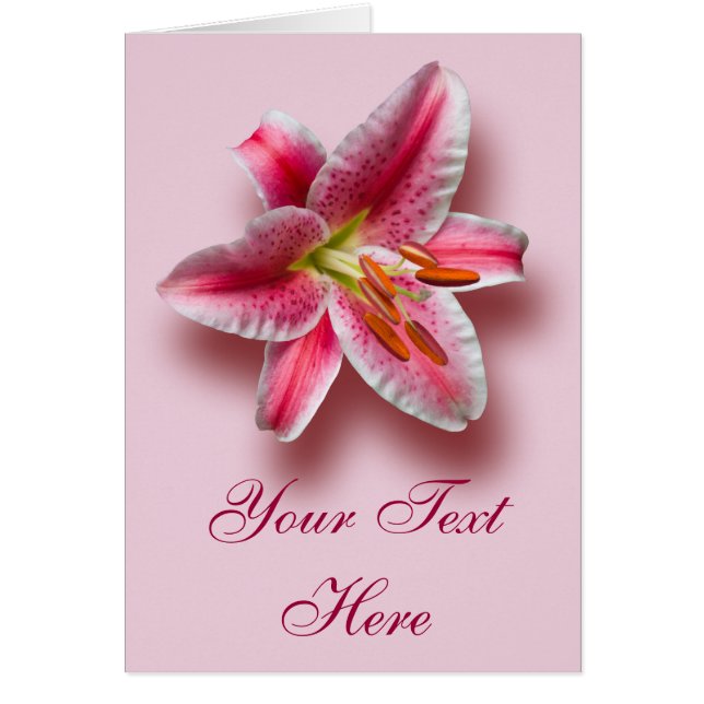 Rose Single Stargazer (Devant)