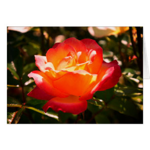 Rose Sorbet Arc-en-ciel n° 5