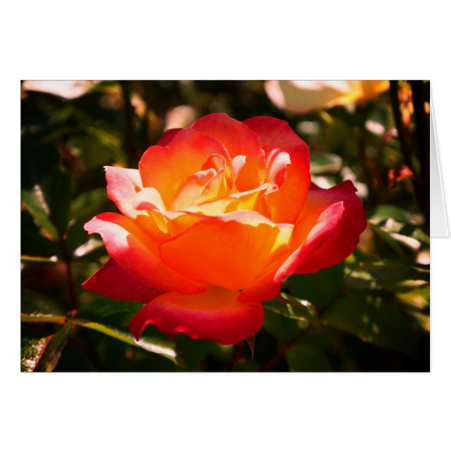 Rose Sorbet Arc-en-ciel n° 5 (Devant horizontal)