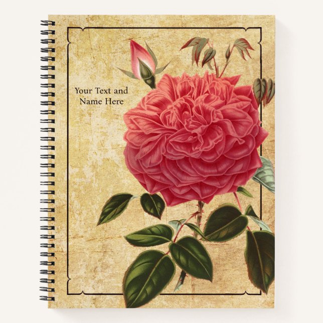 Rose Souvenir de la Malmaison Notizbuch (Vorderseite)