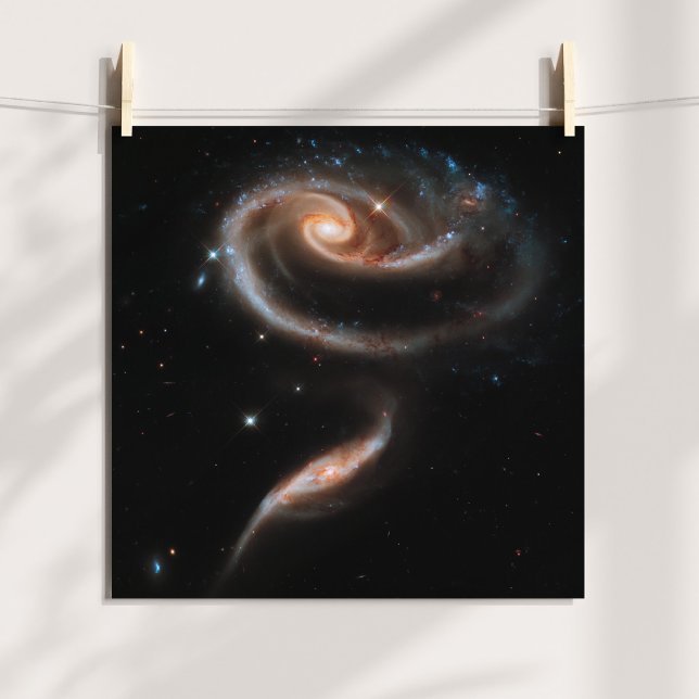 Rose Spiralgalaxien Poster (Rose Spiral Galaxies Poster)