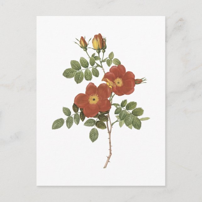 Rose Süße (Rosa eglanteria) von Redouté Postkarte (Vorderseite)