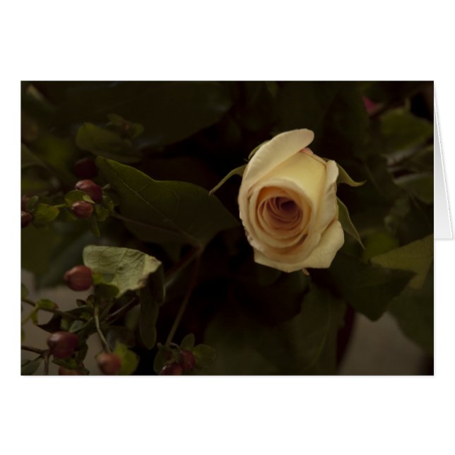 Rose und Berries - Rosa Rose des Friedens (Vorderseite (Horizontal))
