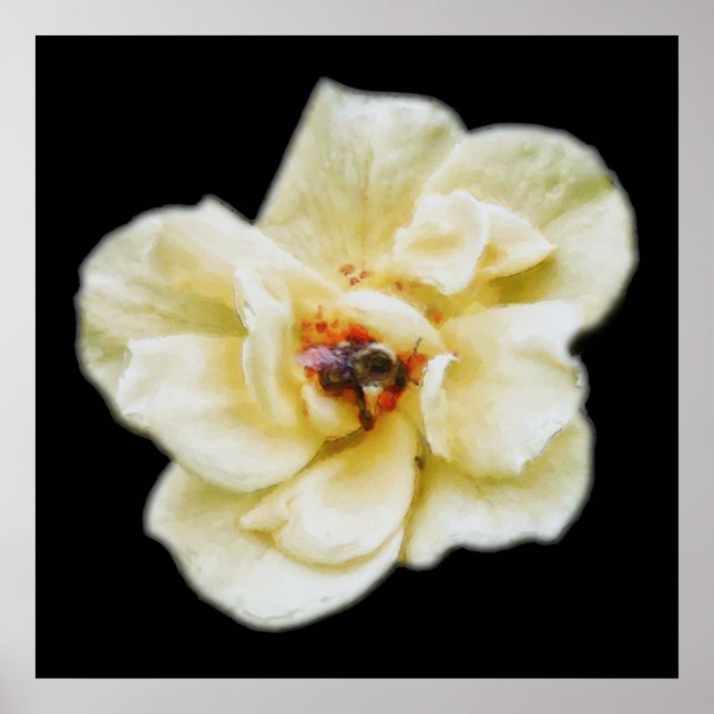 Rose und Biene Poster (Vorne)
