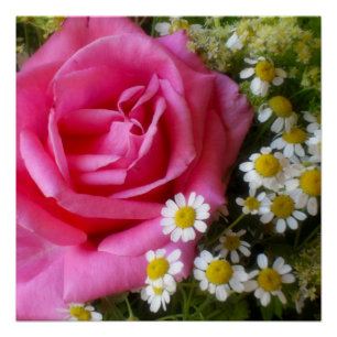 Rose und Foto der weißen Milchsorten Poster