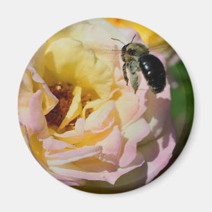 Rose und Hummel-Blumenfotografie Magnet