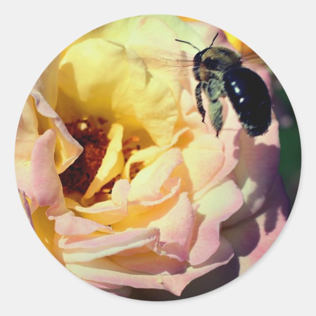 Rose und Hummeln Blume Runder Aufkleber (Vorderseite)