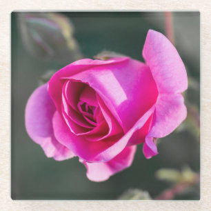 Rose und Knospen Fotografie Glasuntersetzer