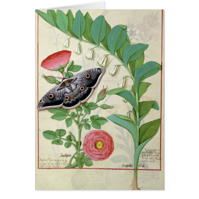 Rose und Polygonatum (Vorne)